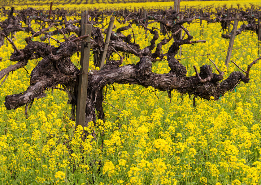 Napa,Valley,Vineyards,,Mustard,In,Bloom,And,Old,Gnarly,Vine